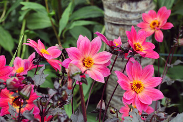 Pink single 'Twyning's Revel' Dahlia in flower