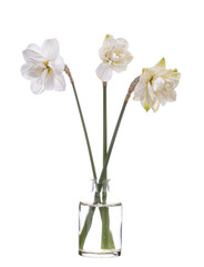 Narcissus (jonquil) in a glass vessel on a white background