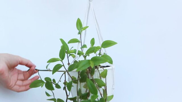 Care for home plants. A flower in a white pot on a white background is suspended on a macrame plant hanger. Women's hands adjust the leaves Tradescantia. High quality footage