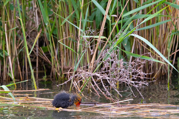 Blesshuhn mit Küken im Schilf