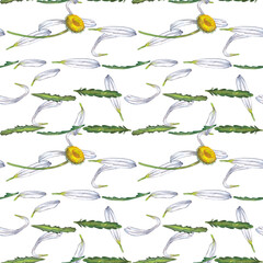 Seamless pattern of chamomile flowers, petals and leaves in parallel line order. Midsummer realistic wildflowers. Watercolor hand painted isolated elements on white background.