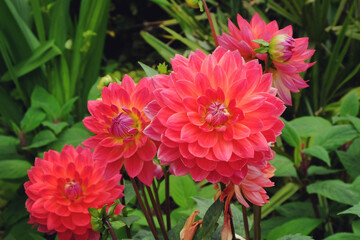 Pink 'Kilburn Rose' decorative dahlia flowers in bloom during late summer