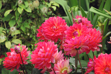 Pink 'Kilburn Rose' decorative dahlia flowers in bloom during late summer