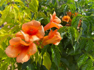Top view closeup of isolated  beautiful orange yellow color bush trumpet flowers (campsis tagliabuana) with green leaves