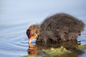 Blesshuhn und Küken im Schilf