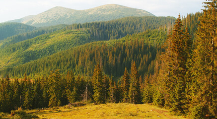 Obraz premium Panoramic view of the silhouettes of fir trees in the mountains at sunset.