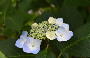 The beautiful peaceful hydrangea in Sapporo Japan