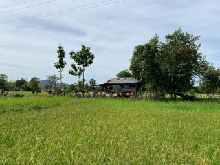 Fototapeta na wymiar Rizière et ferme à Don Det, Laos