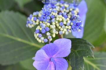 The flowery grace of the hydrangea in Sapporo Japan