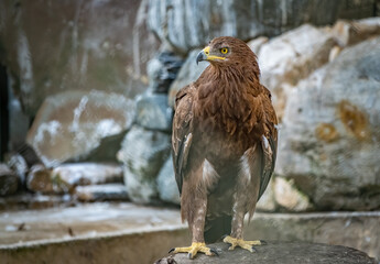 The bird of prey, Steppe Eagle proudly sits in the aviary. Aquila nipalensis