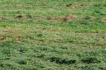 Summer green field of freshly cut grass