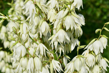 Hyacintoides White blossoming in the garden.