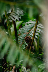 fern in the forest