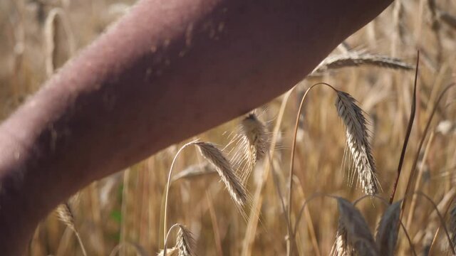 Close-up of a man's hand checking on his harvest. Farmer touching wheat ears