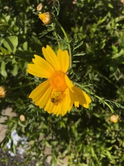 Yellow Flower with Honey Bee
