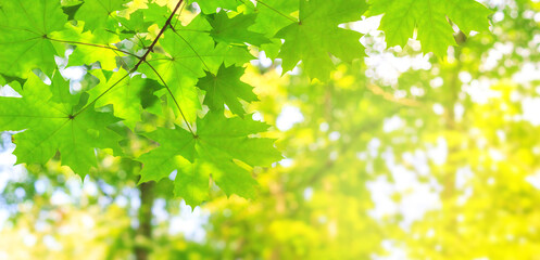 Summer spring landscape, banner - view of the maple leaves on the branches in the deciduous forest on a sunny day, closeup, with space for text