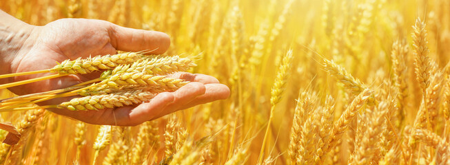 Rural landscape, banner - hand of a farmer with ears of wheat, under the hot summer sun, closeup with space for text