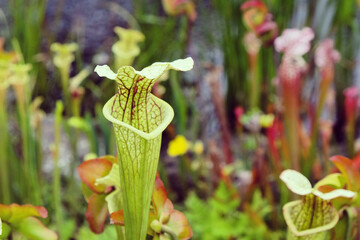White topped trumpet picherplant