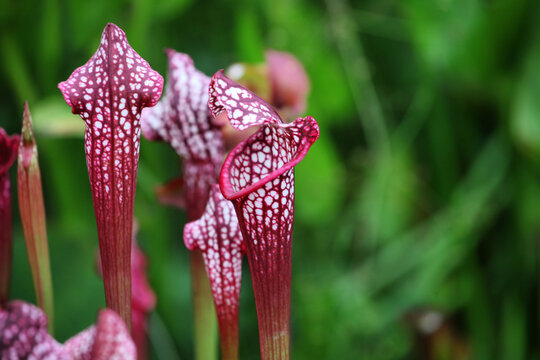 Crimson trumpet picher plant