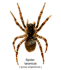 Spider a tarantula