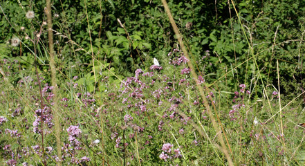 Oregano, Origanum vulgare L.