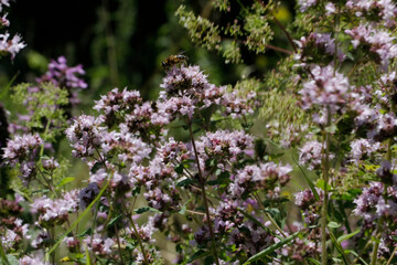 Oregano, Origanum vulgare L.