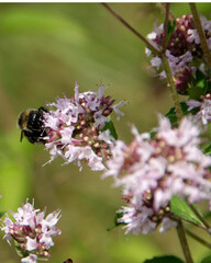 Oregano, Origanum vulgare L.