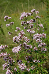 Oregano, Origanum vulgare L.