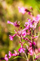 pink flowers in the garden