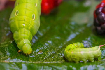 Two green caterpillars on a leaf and berries. Large and small caterpillars. Blackberries. Macro photo. Raspberry berries. Green leaf. The texture of caterpillars and berries. Close-up. Bokeh