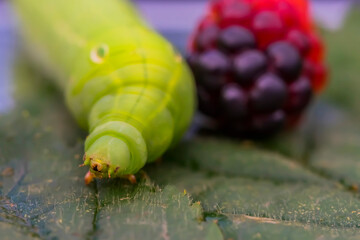 Green caterpillar on a leaf. Blackberries. Macro photo. Raspberry berries. Green leaf. Caterpillar body texture. Blackberry berry texture. Features of the structure of the caterpillar. Close-up. Bokeh