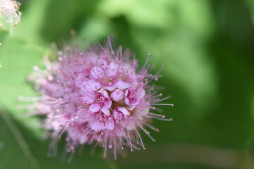 Macro world of flowers