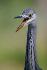 Grey heron portrait .The heron was hunting for food in a pond in the forest in the Netherlans. Green background.