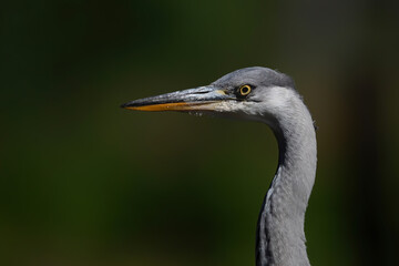 Grey heron portrait .The heron was hunting for food in a pond in the forest in the Netherlans. Green background.
