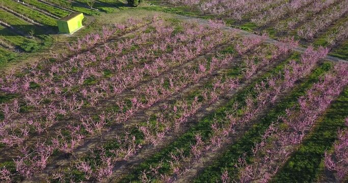 Campos de melocotones. Espectacular vista a&eacute;rea en el atardecer. Drone 4k