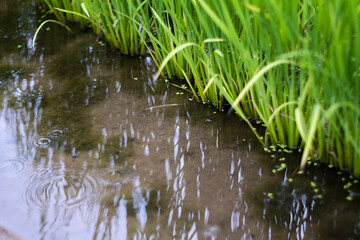 水田と稲