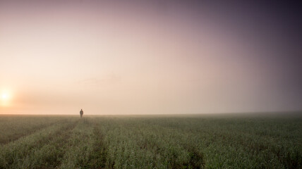 field of wheat