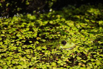 Frog surrounded by green