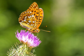Closeup macro shot of a beautiful colourful Dark Green Fritillary butterfly on a thistle flower