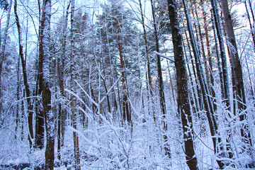 Fototapeta na wymiar beautiful winter day at forest