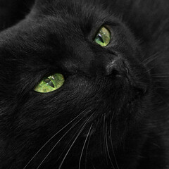 Green-eyed black cat coarsely muzzle