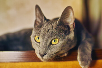 Close-up of a purebred russian blue cat at home
