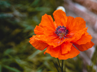 orange flower in the garden