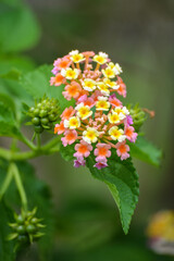 Multicolored Lantana flowers in the garden. Beautiful Colorful Hedge Flower, Weeping Lantana.