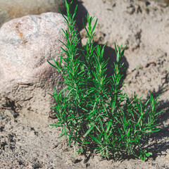 Organic food. Bright green rosemary bush grows in natural open-air environment