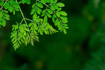 Fresh Moringa leaves background