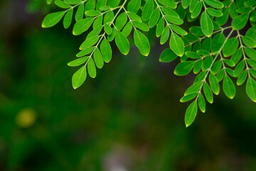 Fototapeta na wymiar Fresh Moringa leaves background