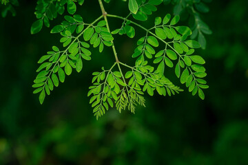 Fresh Moringa leaves background