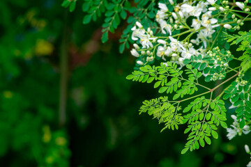 Fototapeta premium Fresh Moringa leaves background