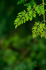 Fresh Moringa leaves background